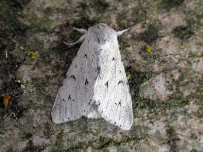 miller (Acronicta leporina) Kenneth Noble